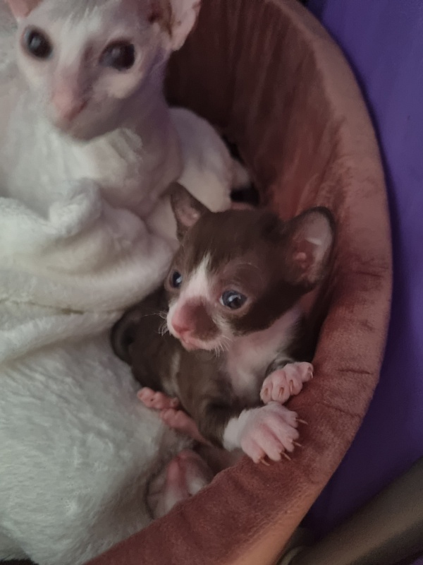 Yagodka Elemani Dream - Kitten cornish rex 2 weeks