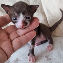 Yagodka Elemani Dream