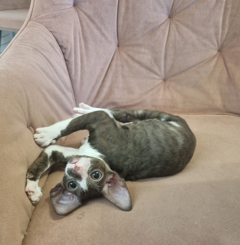 Yagodka Elemani Dream - Kitten cornish rex 2 months
