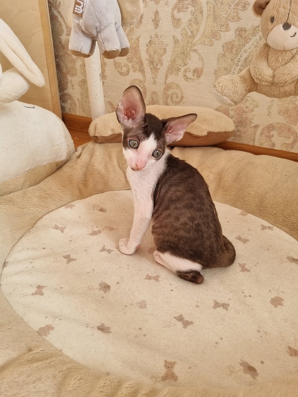 Yablochko Elemani Dream - Kitten cornish rex 1 month 2.5 weeks