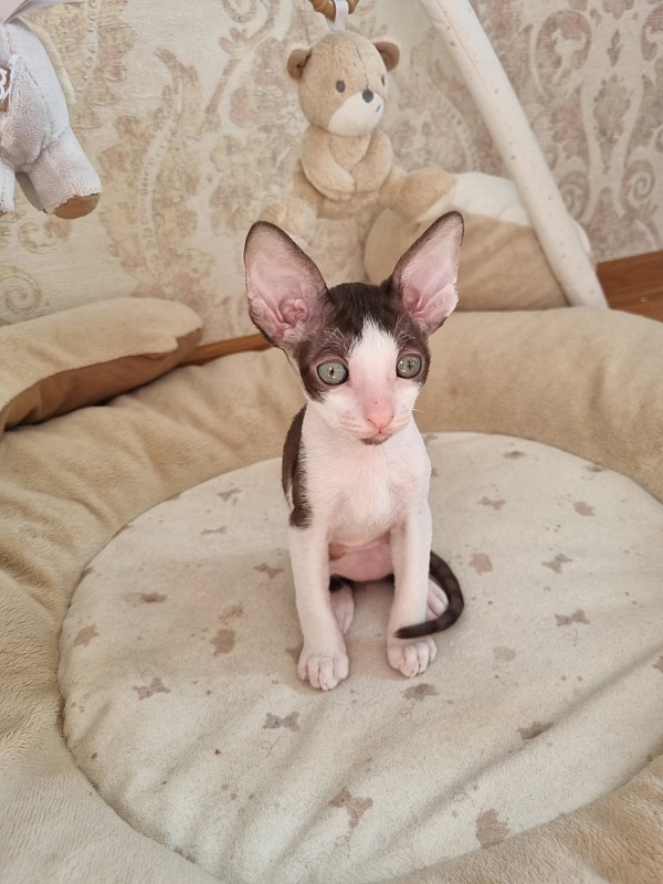 Yablochko Elemani Dream - Kitten cornish rex 1 month 2.5 weeks