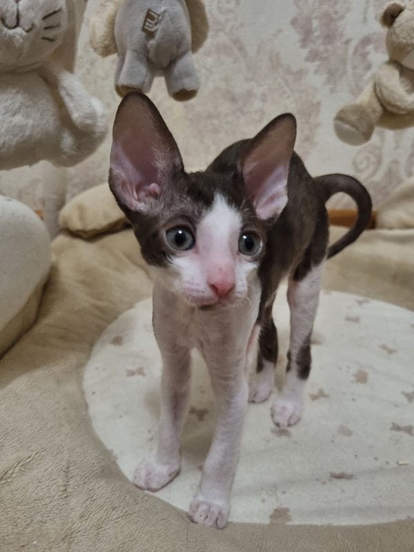 Yablochko Elemani Dream - Kitten cornish rex 1 month 2.5 weeks