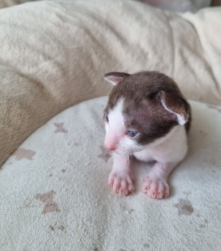 Yablochko Elemani Dream - Kitten cornish rex 2 weeks