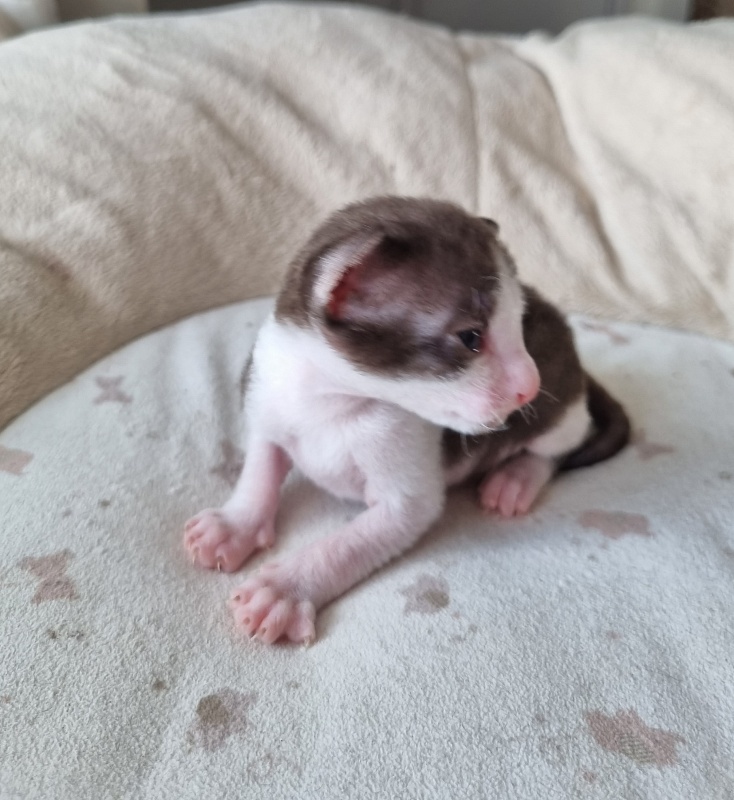 Yablochko Elemani Dream - Kitten cornish rex 2 weeks