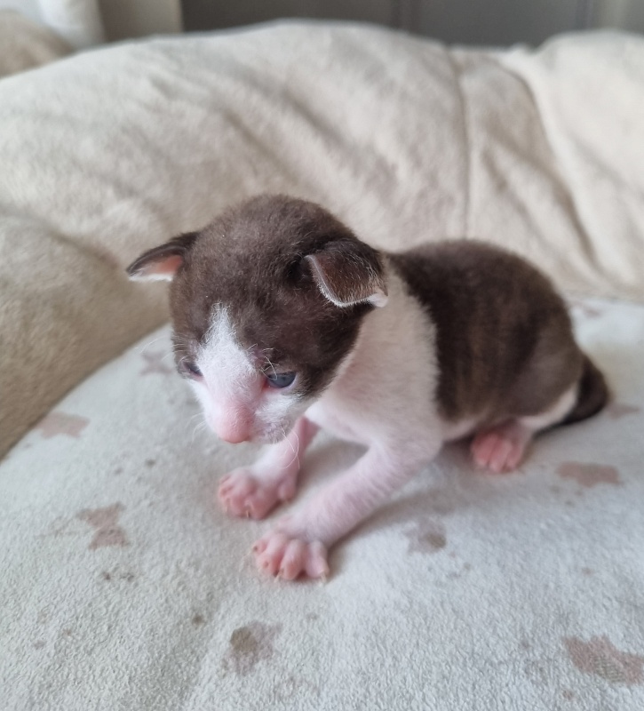 Yablochko Elemani Dream - Kitten cornish rex 2 weeks