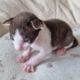 Yablochko Elemani Dream