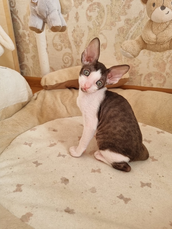 Yablochko Elemani Dream - Kitten cornish rex 1 month 2.5 weeks