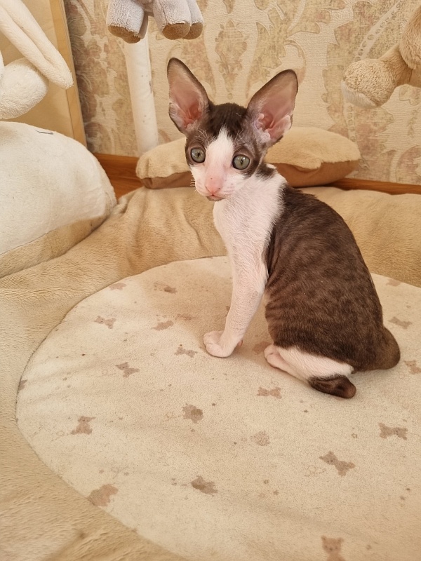Yablochko Elemani Dream - Kitten cornish rex 1 month 2.5 weeks