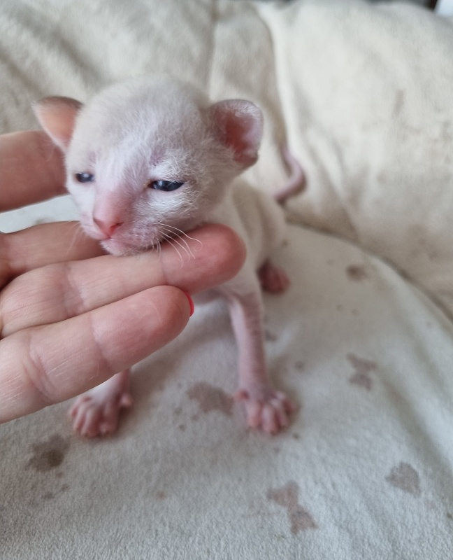 Yasnoe Solnyshko Elemani Dream - Kitten cornish rex 2 weeks