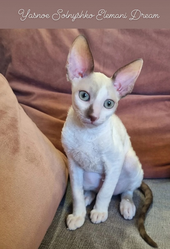 Yasnoe Solnyshko Elemani Dream - Kitten cornish rex 2 months 2.5 weeks