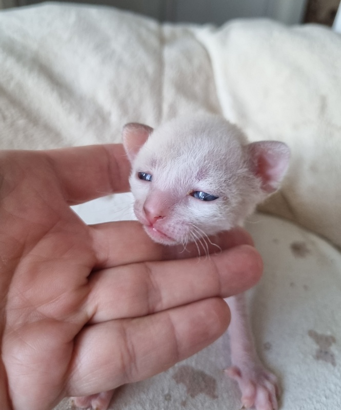 Yasnoe Solnyshko Elemani Dream - Kitten cornish rex 2 weeks