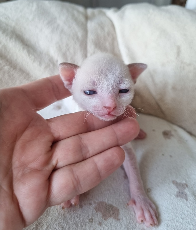 Yasnoe Solnyshko Elemani Dream - Kitten cornish rex 2 weeks