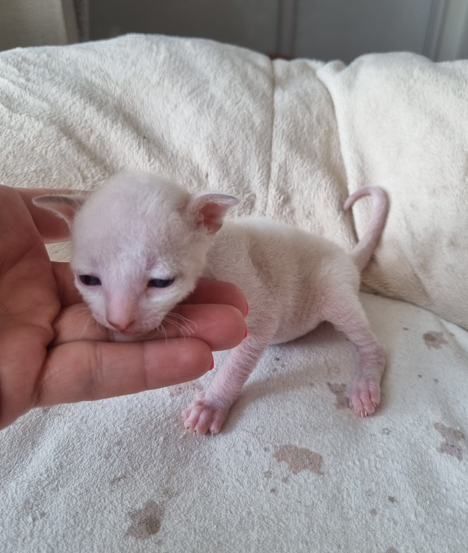 Yasnoe Solnyshko Elemani Dream - Kitten cornish rex 2 weeks