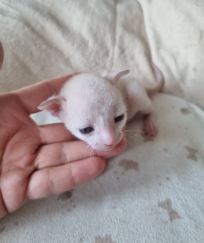 Yasnoe Solnyshko Elemani Dream - Kitten cornish rex 2 weeks