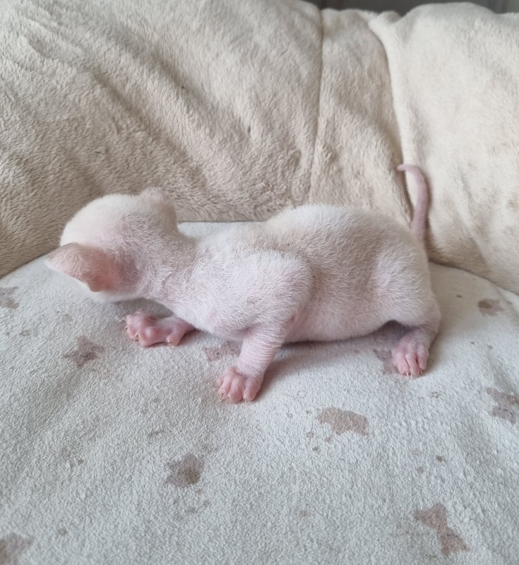 Yasnoe Solnyshko Elemani Dream - Kitten cornish rex 2 weeks