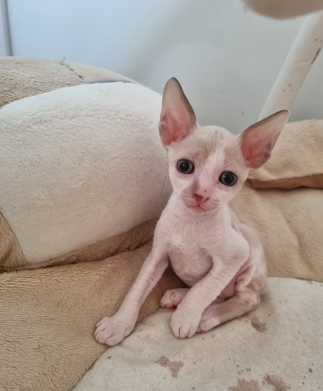 Yasnoe Solnyshko Elemani Dream - Kitten cornish rex 1 month