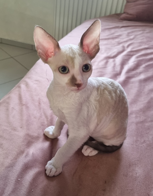 Yasnoe Solnyshko Elemani Dream - Kitten cornish rex 2 months