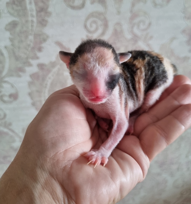 Zolotaja Rybka Elemani Dream - Kitten cornish rex