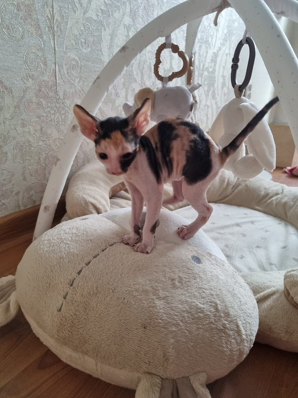 Zolotaja Rybka Elemani Dream - Kitten cornish rex 1 month
