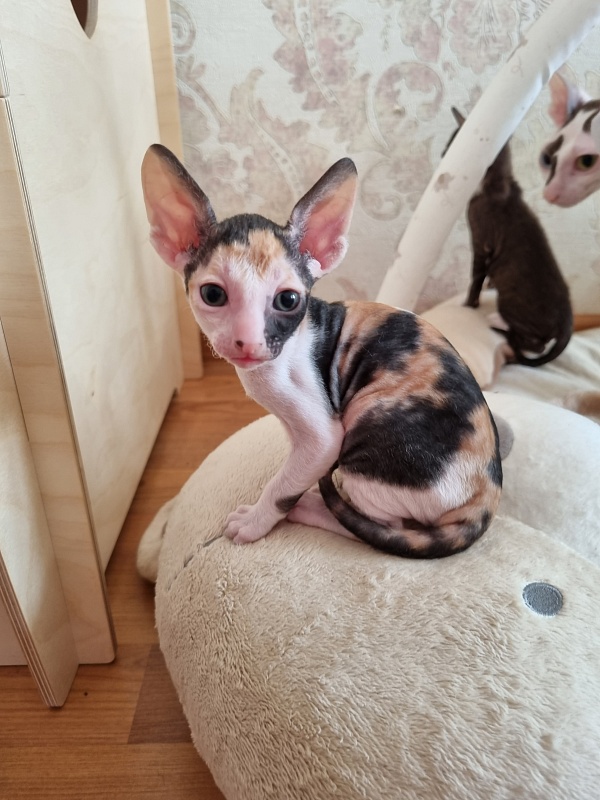 Zolotaja Rybka Elemani Dream - Kitten cornish rex 4 weeks
