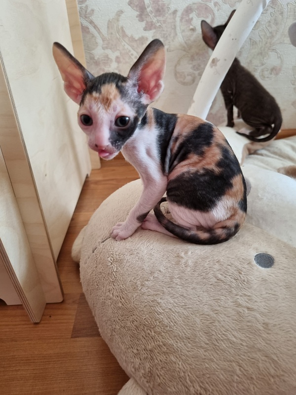 Zolotaja Rybka Elemani Dream - Kitten cornish rex 4 weeks