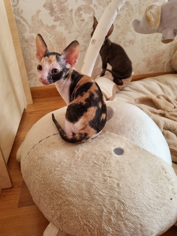Zolotaja Rybka Elemani Dream - Kitten cornish rex 4 weeks