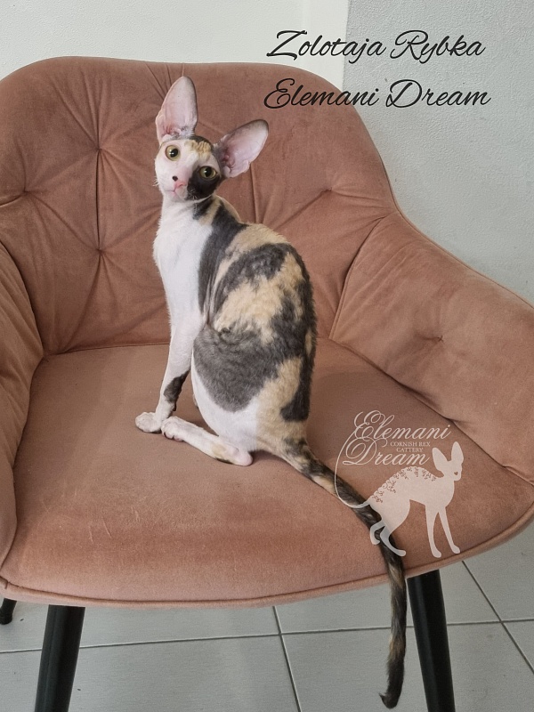 Zolotaja Rybka Elemani Dream - Kitten cornish rex 5 months