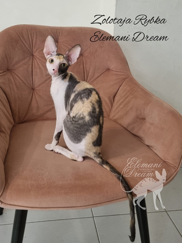 Zolotaja Rybka Elemani Dream - Kitten cornish rex 5 months
