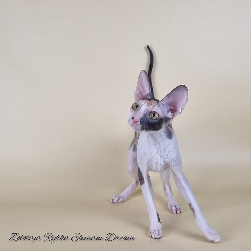 Zolotaja Rybka Elemani Dream - Kitten cornish rex 6 months 1.5 week