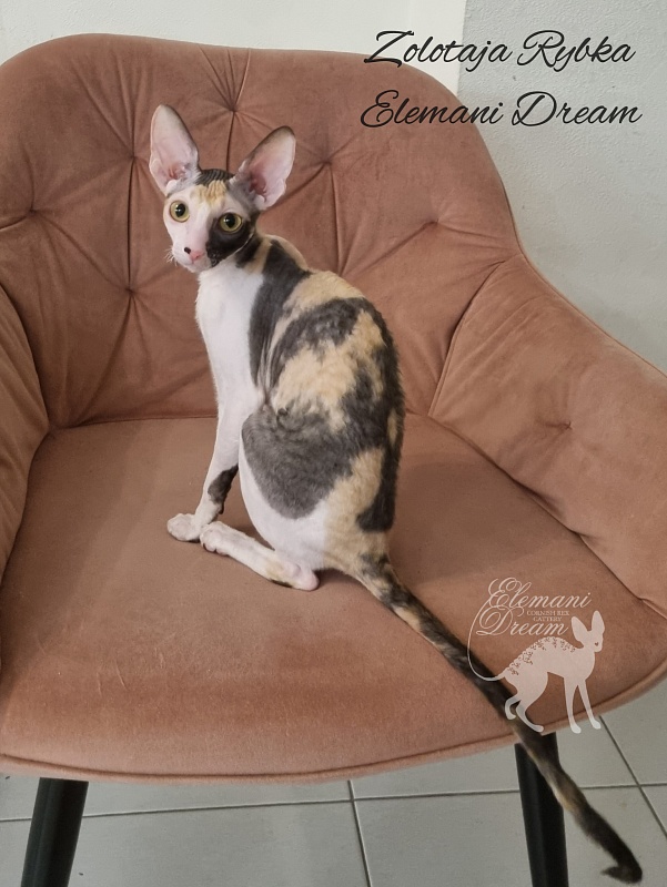 Zolotaja Rybka Elemani Dream - Kitten cornish rex 5 months