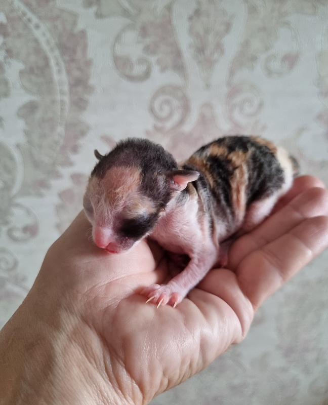 Zolotaja Rybka Elemani Dream - Kitten cornish rex