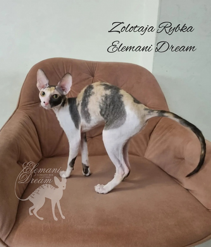 Zolotaja Rybka Elemani Dream - Kitten cornish rex 5 months