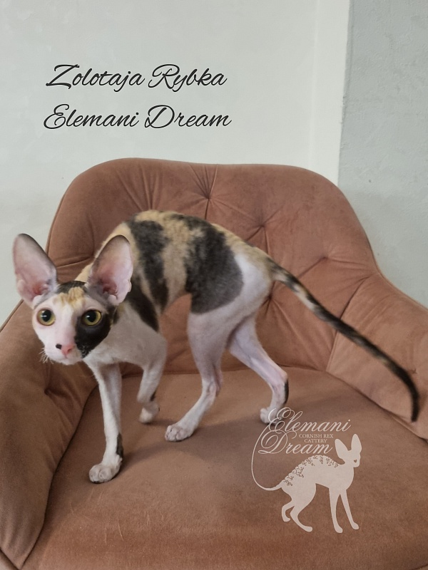 Zolotaja Rybka Elemani Dream - Kitten cornish rex 5 months