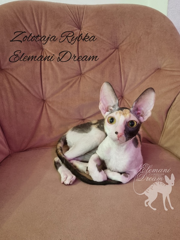 Zolotaja Rybka Elemani Dream - Kitten cornish rex 5 months