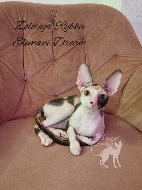 Zolotaja Rybka Elemani Dream - Kitten cornish rex 5 months
