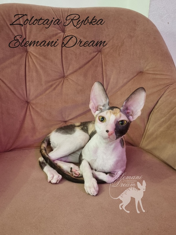 Zolotaja Rybka Elemani Dream - Kitten cornish rex 5 months