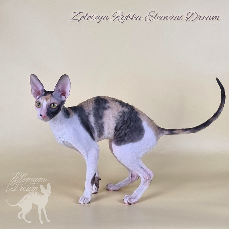 Zolotaja Rybka Elemani Dream - Kitten cornish rex 6 months 1.5 week