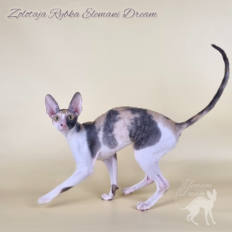 Zolotaja Rybka Elemani Dream - Kitten cornish rex 6 months 1.5 week