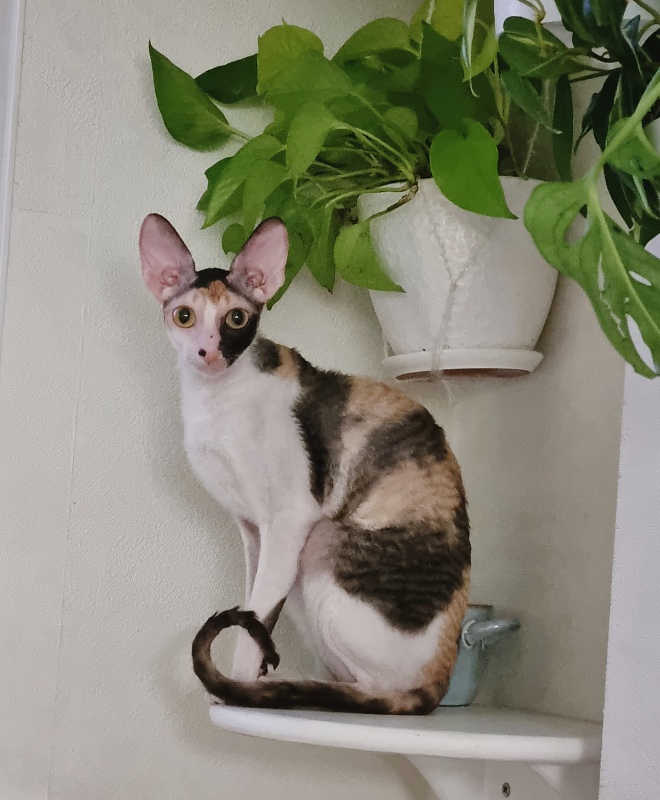 Zolotaja Rybka Elemani Dream - Junior cornish rex 9 months 3 weeks