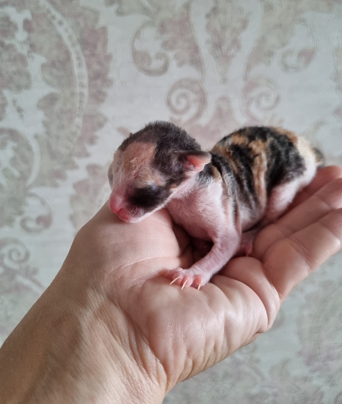Zolotaja Rybka Elemani Dream - Kitten cornish rex