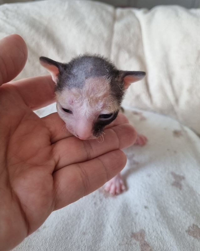 Zolotaja Rybka Elemani Dream - Kitten cornish rex 1 week
