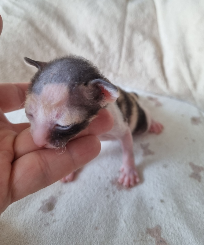 Zolotaja Rybka Elemani Dream - Kitten cornish rex 1 week