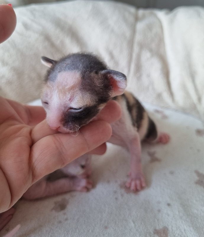 Zolotaja Rybka Elemani Dream - Kitten cornish rex 1 week