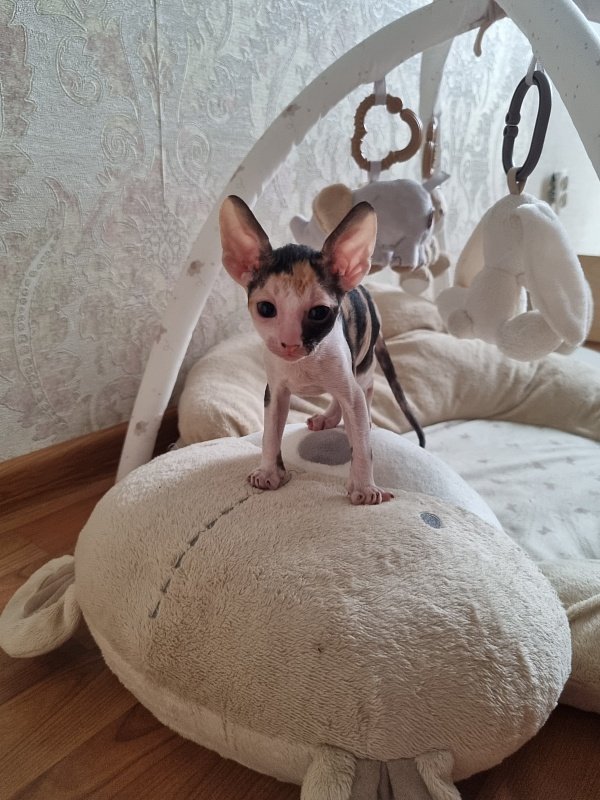 Zolotaja Rybka Elemani Dream - Kitten cornish rex 1 month