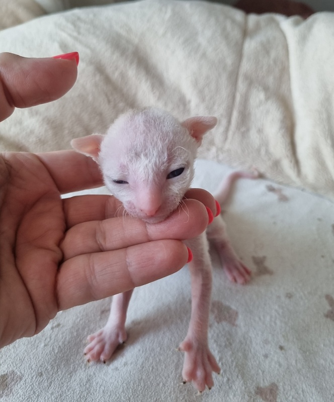Zefirka Elemani Dream - Kitten cornish rex 1 week