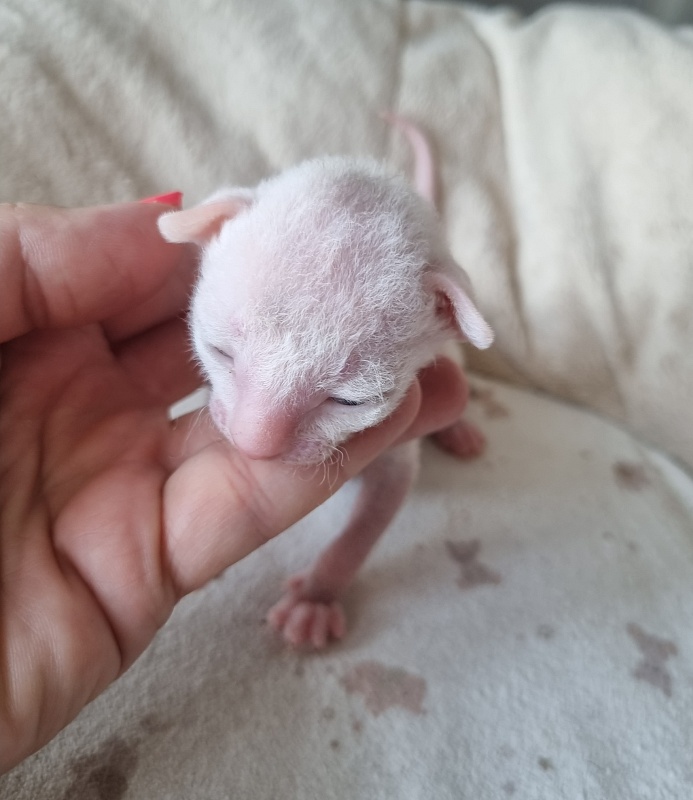 Zefirka Elemani Dream - Kitten cornish rex 1 week