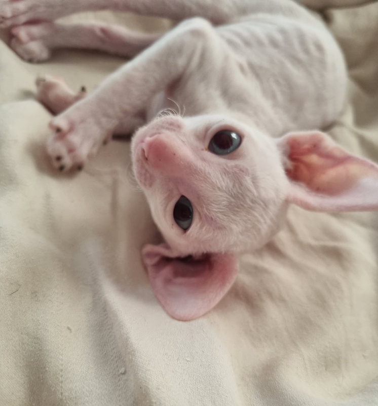 Zefirka Elemani Dream - Kitten cornish rex 1 month 0.5 weeks