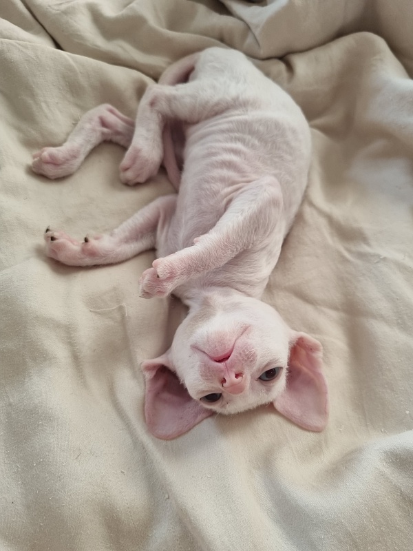 Zefirka Elemani Dream - Kitten cornish rex 1 month 0.5 weeks