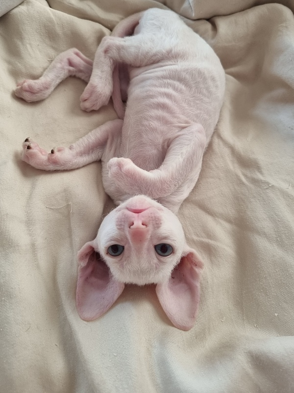 Zefirka Elemani Dream - Kitten cornish rex 1 month 0.5 weeks