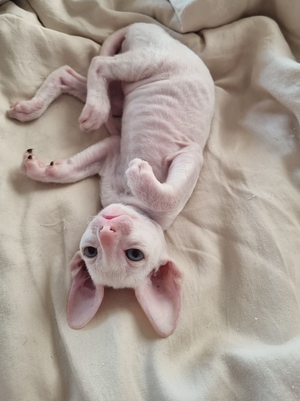 Zefirka Elemani Dream - Kitten cornish rex 1 month 0.5 weeks